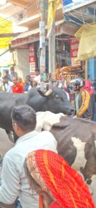 Read more about the article गाय और सांड के हंगामे से बाजार में मची अफरा-तफरी4 घंटे तक दुकान में फंसे रहे जानवर।