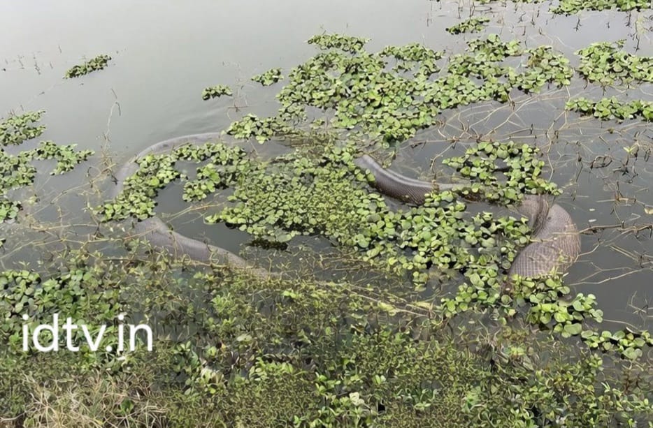 तालाब में दिखा विशालकाय अजगर,रेस्क्यू के लिए वन विभाग ने लगाया मोटर पंप।