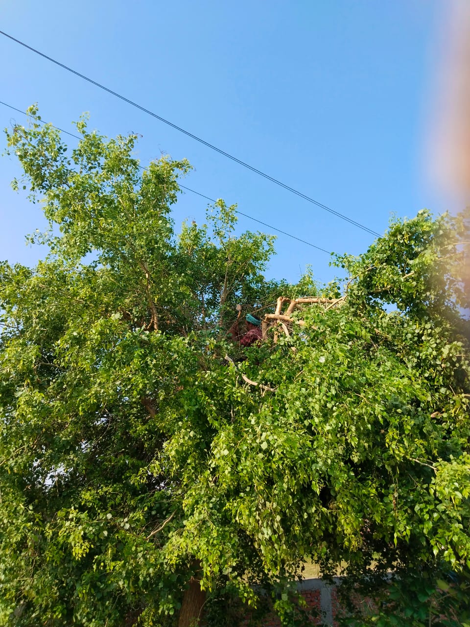 भदौरा: बिजली संकट से निपटने के लिए विभाग ने कसी कमर, शुरू किया डालियों की छंटाई का अभियान
